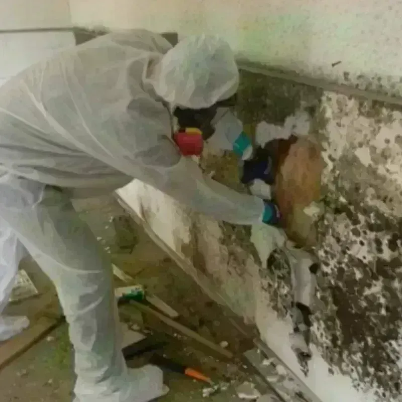 Mold Remediation and Removal in Alvarado, TX